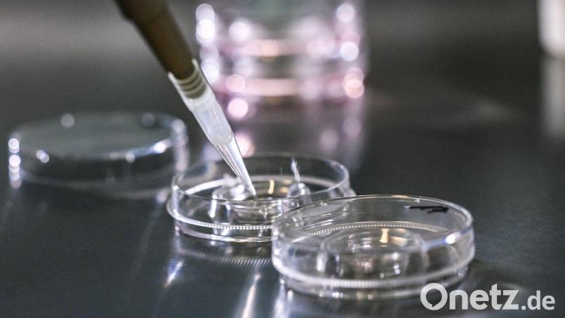 Bei einer In-vitro-Fertilisation werden Eizellen außerhalb des Körpers befruchtet. Der Soroptimist-International-Club Amberg-Sulzbach fordert nun, dass auch die Eizellspende in Deutschland legal wird. Symbolbild: Jens Kalaene/dpa