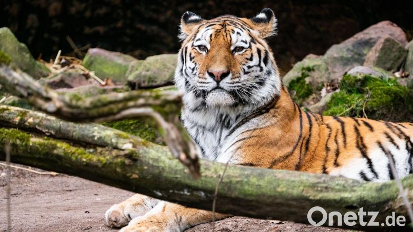 Tigerkater Manu hat im Zoo Landau ein neues Zuhause gefunden. Bild: Tom Burger/Tiergarten Nürnberg/dpa
