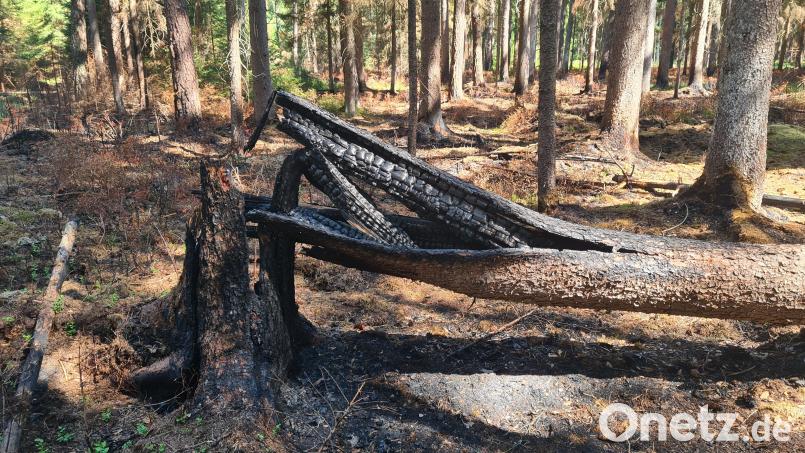 Der verkokelte Stumpf lässt erahnen, dass es dort sehr heiß wurde. Man geht davon aus, dass sich von dort aus das Feuer im Waldgebiet bei Großensees ausgebreitet hat. Bild: Jonas Storch