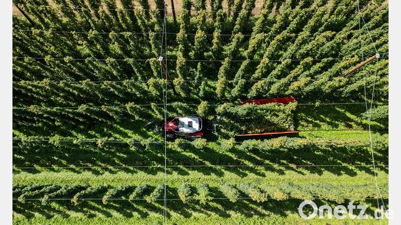 Hopfenernte in der baden-württembergischen Anbauregion Tettnang. (Symbolbild) Bild: Silas Stein/dpa