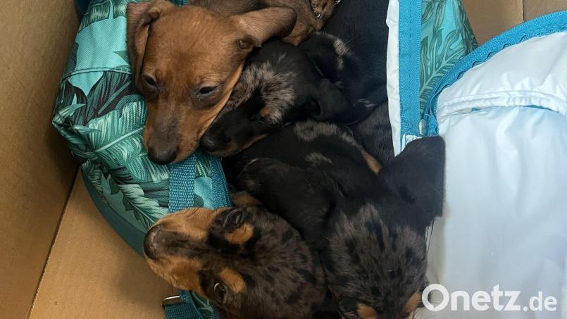 Die Dackelwelpen befinden sich im Schwandorfer Tierheim in Quarantäne. Archivbild: Polizeiinspektion Schwandorf