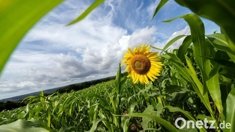 Es wird wieder wärmer in Bayern. (Archivbild) Bild: Pia Bayer/dpa