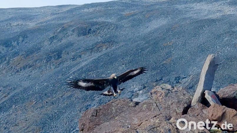 Ein Steinadler hat eine Drohne angegriffen und zum Absturz gebracht. (Symbolbild) Bild: Francis Ari Sture/NTB Scanpix/AP/dpa