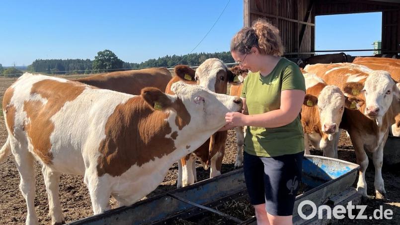 Maria Stangl spricht mit Josefine. Die anderen Tiere warten auch auf eine Liebkosung. "Kühe sind neugierig", sagt die Landwirtin. Damit sie nicht verwildern, muss man auf sie zugehen. Bild: ihl