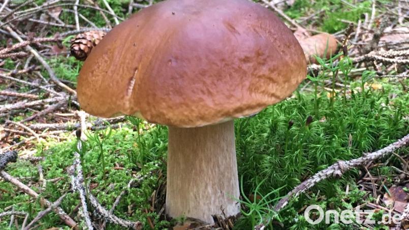 Der Steinpilz ist ein begehrter Speisepilz. Doch momentan glänzt er im Wald mit Abwesenheit. Es war bislang zu trocken. Schwammerlsucher hoffen nun auf Regen, damit die Pilze aus dem Boden sprießen. Archivbild: Kristina Sandig
