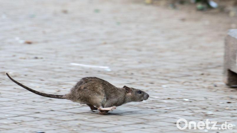 New Yorks Kampf gegen die Ratten zeigt nach Angaben der Stadtreinigung Erfolge. (Archivbild) Bild: Bernd von Jutrczenka/dpa