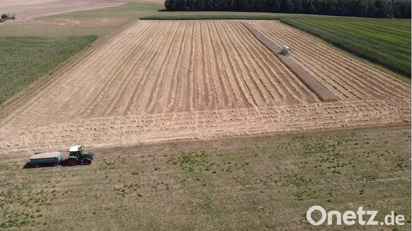 Bio-Landwirt Manfred Dimper baut in Kastl bei Kemnath Winterroggen und -weizen sowie Hafer an. Nach dem extrem trockenen Sommer rechnet Dimper mit zehn bis 20 Prozent weniger Ertrag als sonst. Bild: Sebastian Dimper