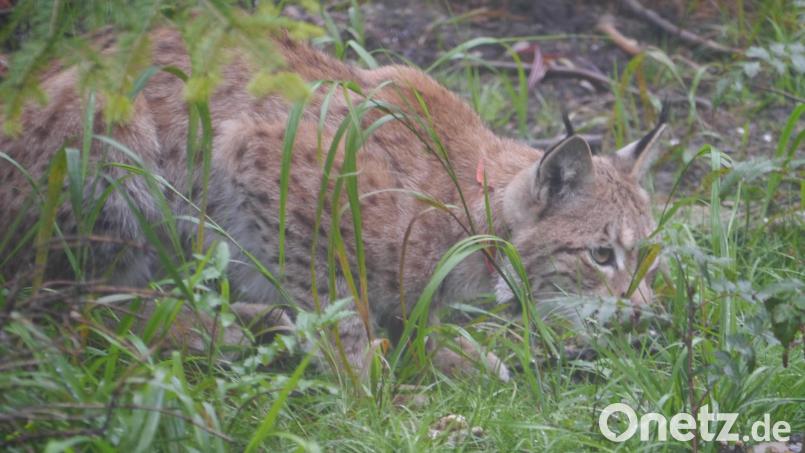 Ein Rehkadaver sorgt im Raum Mehlmeisel für Gesprächsstoff. Welcher Beutegreifer hat das Tier wohl gerissen? In Frage kommt auch ein Luchs. Archivbild: Gisela Kuhbandner