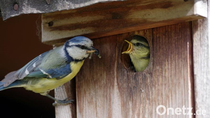 Eine Blaumeise füttert ihren hungrigen Nachwuchs. Wer einen Nistkasten für Meisen für den eigenen Garten bauen will, erhält Tipps von Richard Kraus. Symbolbild: cuhle-fotos - stock.adobe.com