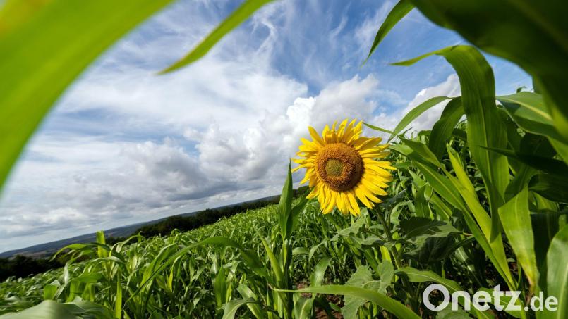 Das Wetter in Bayern bleibt eher durchwachsen. (Illustration) Bild: Pia Bayer/dpa