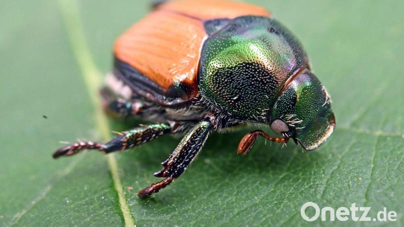 Am Bodensee soll eine Quarantänezone verhindern, dass sich die Käfer weiter ausbreiten. (Archivbild) Bild: Uli Deck/dpa