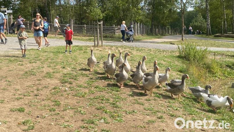 Im Gänsemarsch durch das Museumsgelände: Für die jüngsten Besucher sind die Tiere immer besonders interessant. Bild: Gabriela Amann