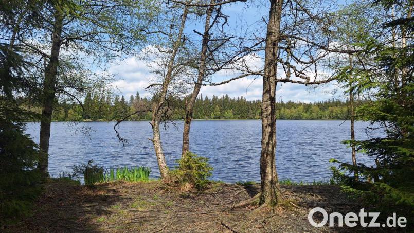 Der Naturlehrpfad führt rund um den Kladská-Teich. Bild: Magdalena Becher