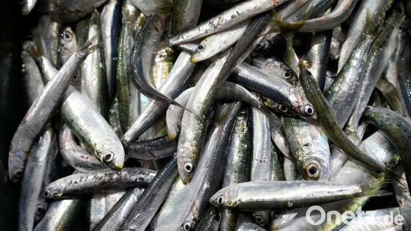 Der Großteil des europäischen Bedarfs an Sardinen wird mit Importen aus Marokko gedeckt. (Symbolbild) Bild: Darko Bandic/AP/dpa