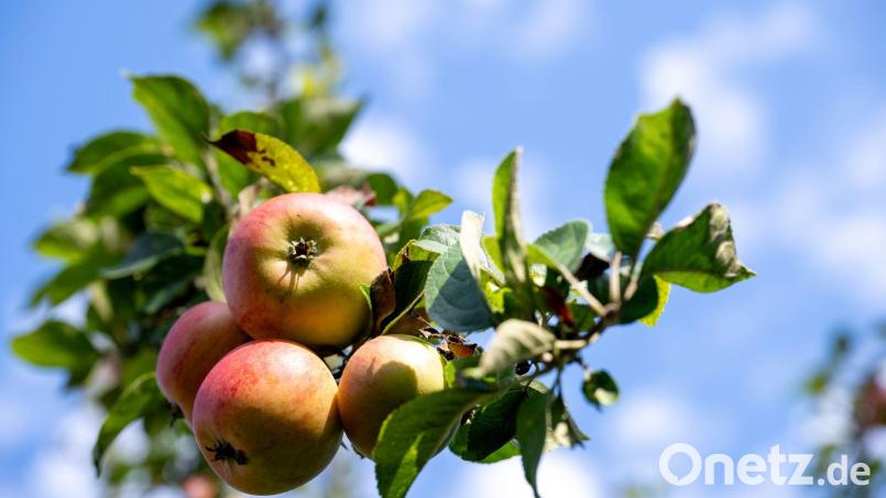 Fränkische Äpfel sind nach Angaben der Obstbauern in diesem Jahr von schöner Farbe. Doch die Erntemenge ist mager. (Symbolbild) Bild: Pia Bayer/dpa