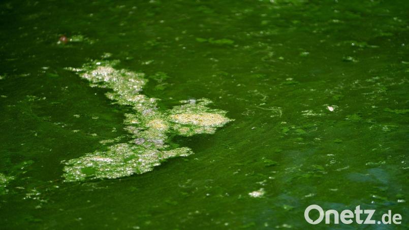 In mehreren Gewässern im Landkreis Weilheim-Schongau warnt das Gesundheitsamt vor Blaualgen. (Symbolbild) Bild: Nicolas Armer/dpa