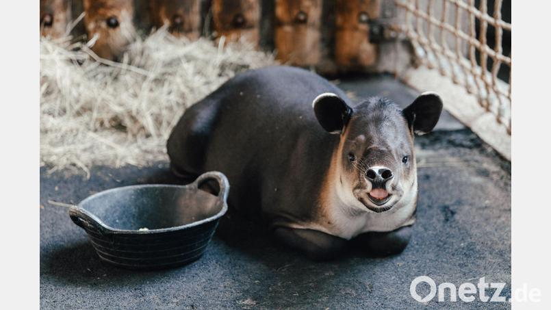 Tapir Mattheo erkundet jetzt das umgestaltete Nashornhaus des Tierparks. Bild: Stephan Schumann/Tierpark Hellabrunn/dpa