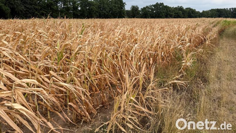 Bei diesem Maisfeld bei Hirschau zeigte sich heuer die Hitze ebenfalls extrem. Bild: Petra Hartl