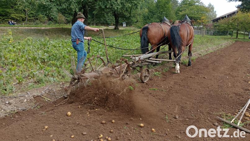 Erdäpfel-Ernte, wie es früher war. Bild: Sabine Schwab