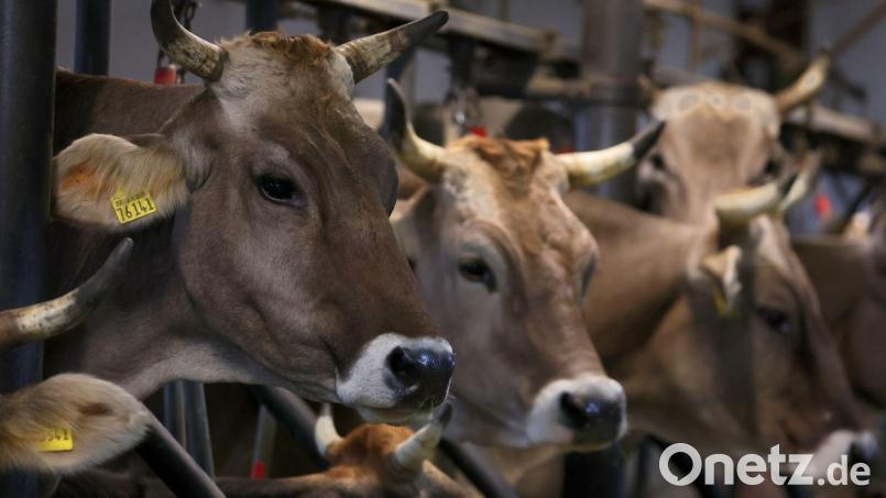In zahlreichen bayerischen Milchviehhaltungen sind Tiere vom Shamonda-Vuirus betroffen. (Symbolbild) Bild: Karl-Josef Hildenbrand/dpa