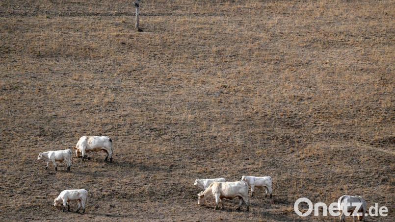 Nach einem Sommer mit beispielloser Hitze und Trockenheit befindet sich Frankreichs Landwirtschaft in einer schwierigen Lage (Archivbild). Bild: Olivier Chassignole/AFP/dpa