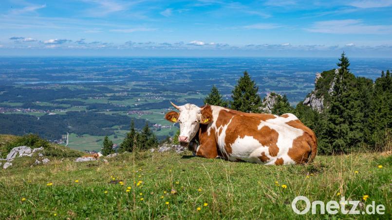 Das heitere Wetter eignet sich gut für einen Sonntagsspaziergang. Bild: Peter Kneffel/dpa