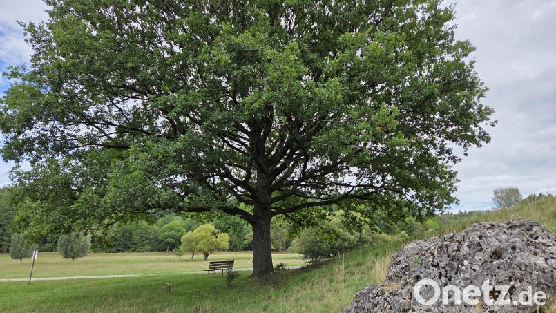 Die prächtige Eiche an der Weggabelung zwischen Rinderweide und Flugplatz inmitten des Ammerbachtals ist ein beeindruckendes Naturdenkmal. Bild: Tobias Gräf