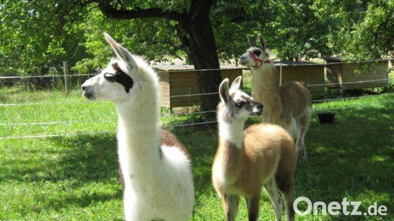 Lamas aus Reckenberg freuen sich auf Streicheleinheiten beim Handwerker-Markt. Bild: Bernhard und Margit Dorn