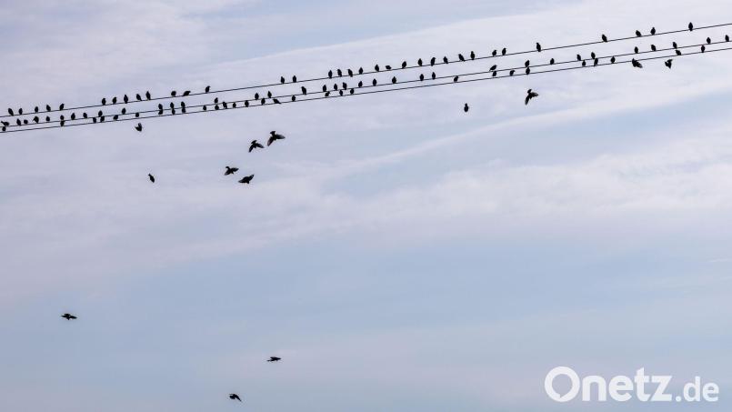 Am Donnerstag gibt es dann wieder viel Sonnenschein. Bild: Jens Büttner/dpa