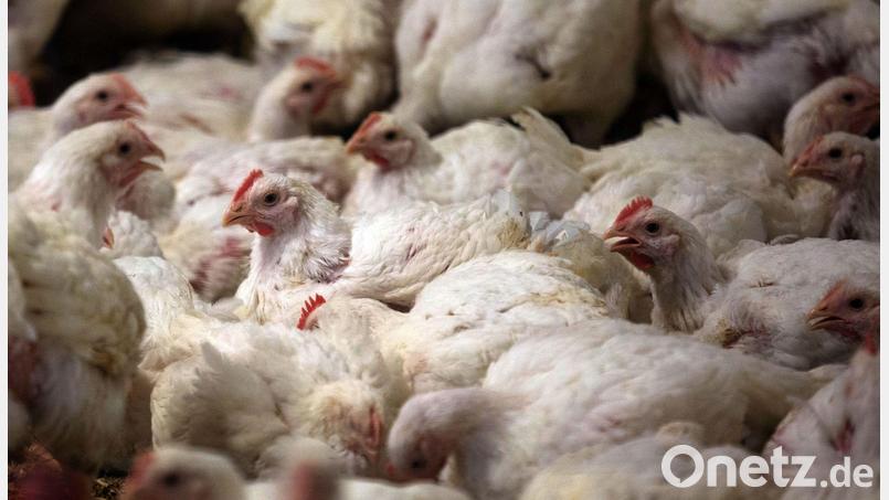 In Deutschland ist der Konsum von Geflügelfleisch in den vergangenen Jahren deutlich gestiegen. (Archivbild) Bild: Jens Büttner/dpa-Zentralbild/dpa