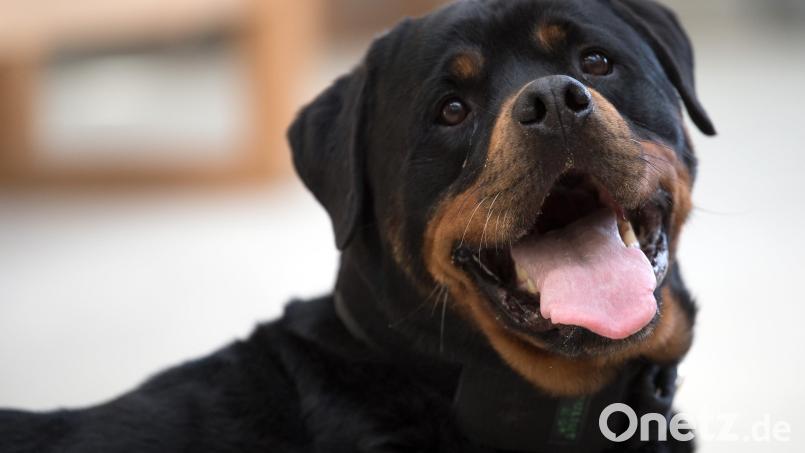 Nach Angaben der Polizei ist ein Rottweiler in Selb durch einen Messerstich verletzt worden. Symbolbild: Federico Gambarini