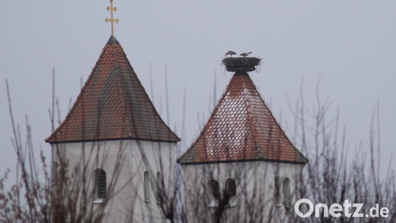 Zwei Gänse im Perschener Storchennest. Bild: Johanna Eckl