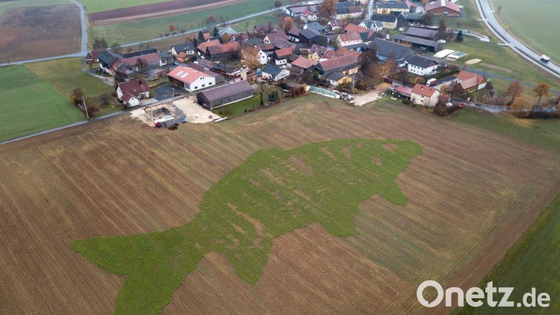 Der Karpfen bei Kleinsterz ist aus der Luft gut zu erkennen. Dabei wird aber auch deutlich, dass die Trockenheit dem Kunstwerk stark zugesetzt hat. Bild: dtr