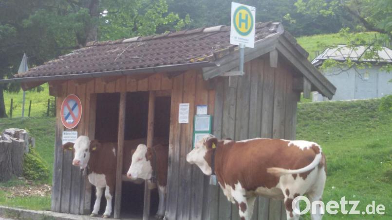 Ob die Kühe tatsächlich einsteigen durften, ist unklar. Bild: Gisela und Karl Feneis