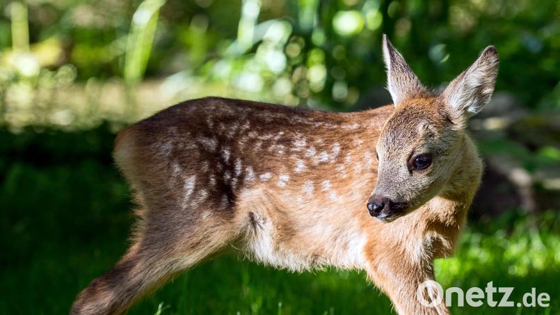 Ein etwa fünf Wochen altes Rehkitz steht auf einer Wiese im Tierheim. Bild: Patrick Pleul/dpa