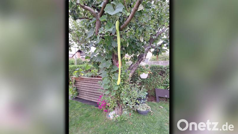 Die Zucchini von Alfred Mertel und Regina Zimmer aus Weiherhammer nutzte den Baum als Rankhilfe und wuchs dann in gerader Linie nach unten. Bild: R. Zimmer