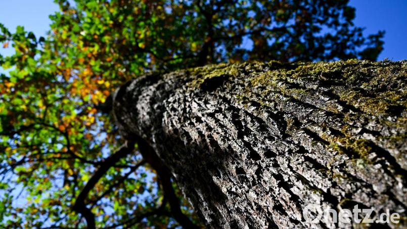 Sonne und milde Temperaturen werden in Bayern erwartet. (Archivbild) Bild: A4366 Sven Hoppe/dpa