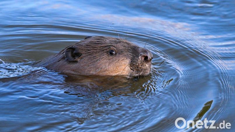 Nach dem Biss durch einen Biber musste ein Schwimmer im August im Krankenhaus behandelt werden. (Symbolbild) Bild: Patrick Pleul/dpa/dpa-tmn