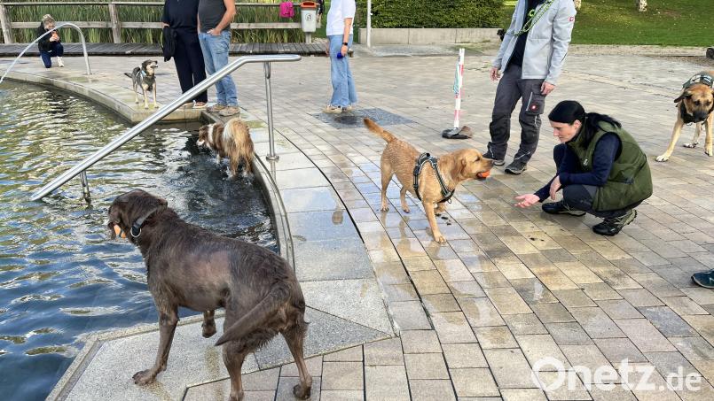 Einige Hunde schwammen mit Begeisterung und unermüdlich im Naturbad. Bild: Heidi Kurz