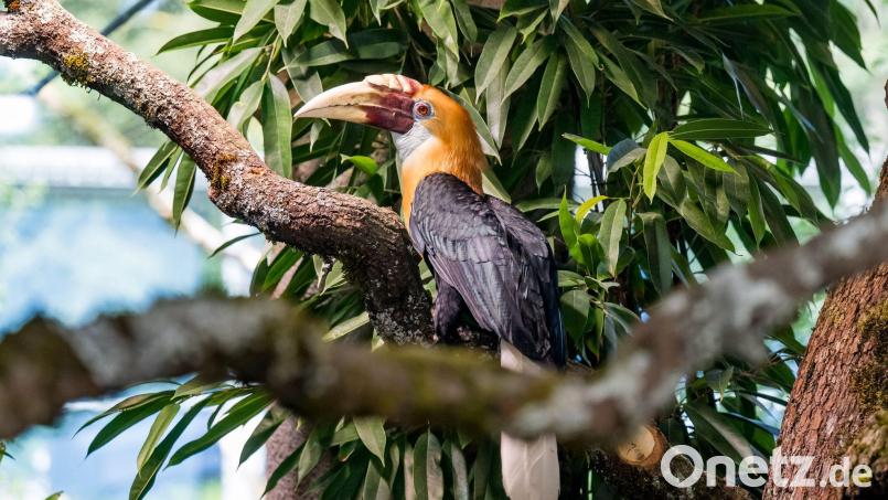 Der Tierpark Hellabrunn ist ein beliebtes Ausflusgziel in Bayern - im Oktober steigen die Eintrittspreise. (Archivbild) Bild: Tobias Hase/dpa