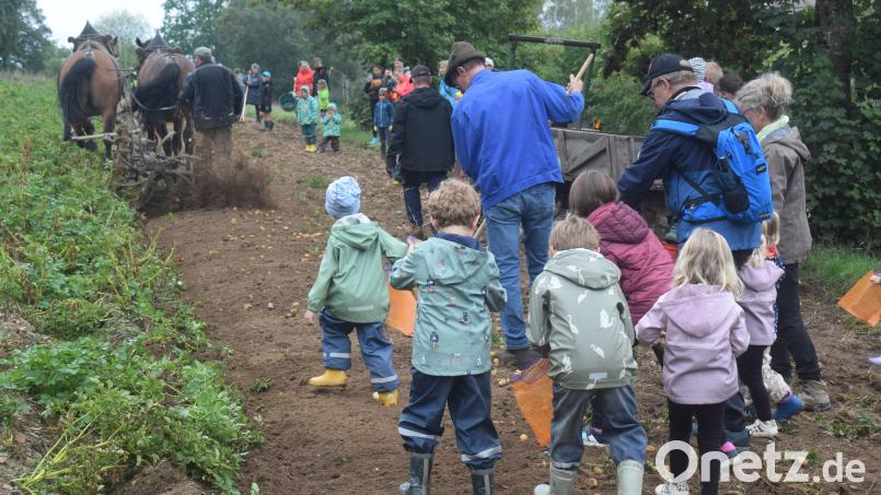 Mit großen Eifer beteiligten sich die Kinder am Erdäpfelklauben.Vorher musste der Schorsch noch die Erdäpfel und das Kartoffelkraut zur Seite räumen Bild: Richard Braun