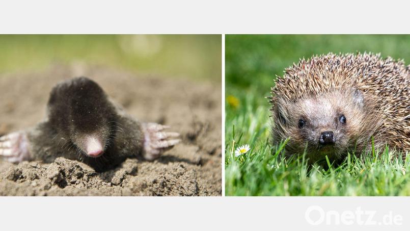 Die Deutsche Wildtier Stiftung ruft dazu auf, Igel und Maulwürfe zu zählen. (Archivbild) Bild: Armin Weigel/Patrick Pleul/dpa