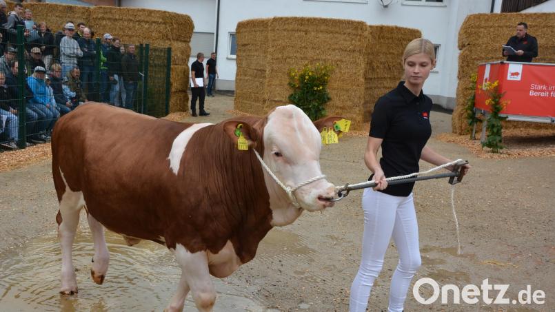 Der erst elf Monate alte "Srecko" genoss seinen ersten öffentlichen Auftritt. Bild: Josef Rosner