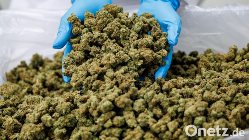 Importe von Medizinal-Cannabis steigen stark. (Archivbild) Bild: Daniel Karmann/dpa