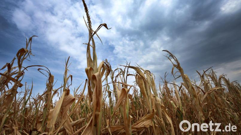 Mais wird eigentlich im Herbst geerntet. Diese Pflanzen bei Türkheim waren schon im August vertrocknet. (Archiv) Bild: Karl-Josef Hildenbrand/dpa