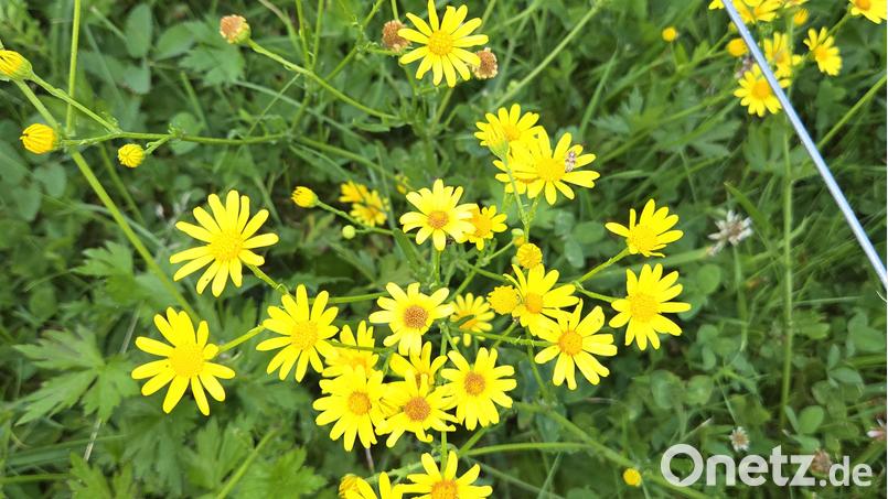So harmlos wie das artverwandte Gänseblümchen ist das Wasser-Kreuzkraut nicht. Im Grünfutter für Rinder oder Pferde hat das giftige Kraut nichts zu suchen. Es schädigt die Leber. Seine Ausbreitung ist jedoch schwer zu unterbinden. Bild: Adolf Küblböck