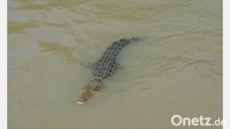 Im Fitzroy River leben zahlreiche Krokodile. (Symbolbild) Bild: Carola Frentzen/dpa