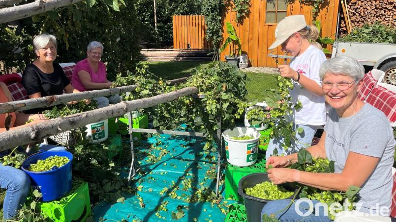 Hopfenzupfen in der warmen Septembersonne macht Spaß. Mitglieder des Frauenbundes Schwarzenfeld „verdingen“ sich beim Schnellinger Bräu in Irrenlohe als Erntehelferinnen und brauchen bald Nachschub. Diese beiden Stangen sind den Hopfen schon fast los. Bild: ihl