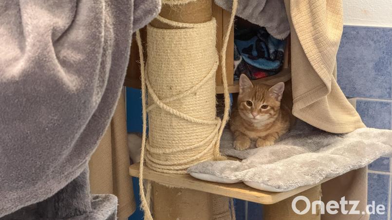 Auch diese Katze wartet noch darauf, dass sie in ein neues Zuhause vermittelt wird. Bild: Petra Hartl