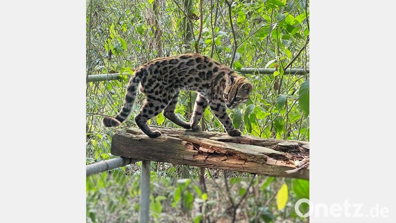 Ein Leopardus tilcayo lebt im Tierheim „La Senda Verde“. Bild: Paola Nogales-Ascarrunz/dpa